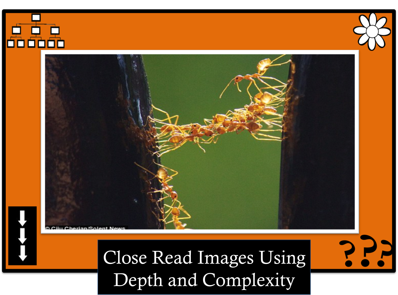 Envision Gifted. Close read image. Ants working together. Close read a image use Depth and complexity.