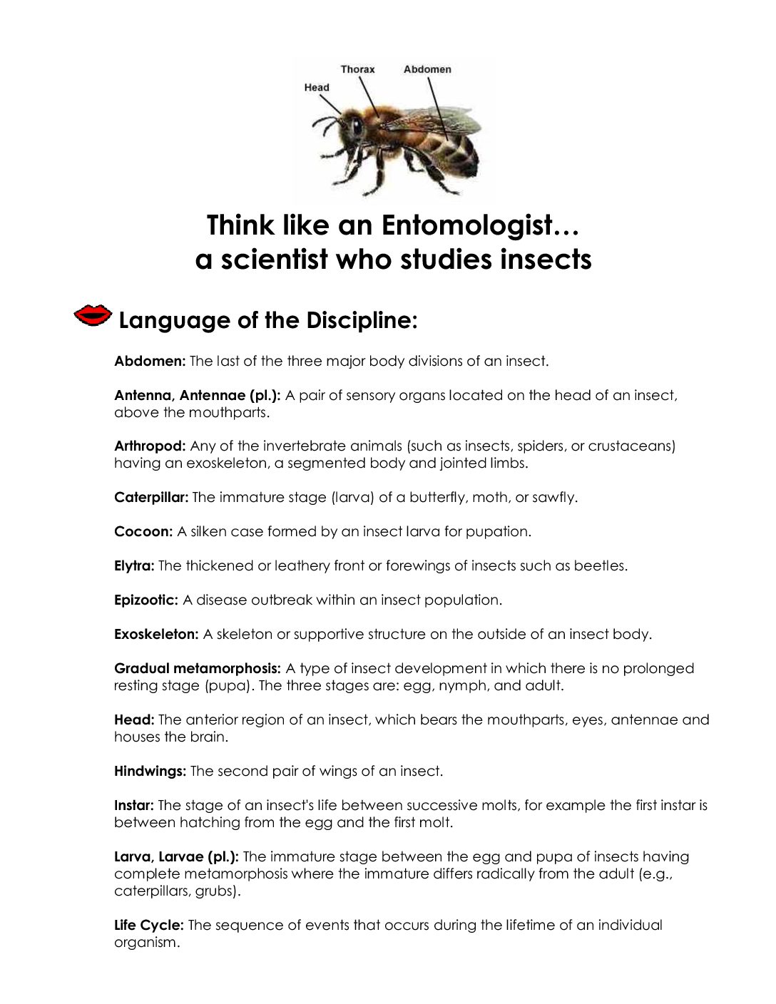 Think like an Entomologist sheet